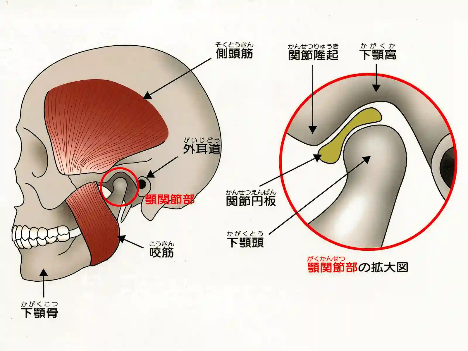 顎関節の構造